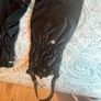 Wet gear Image 2