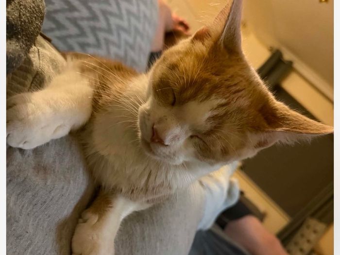 half maine coon male