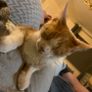 half maine coon male Image 8