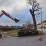 Tree service able for all work Image 4