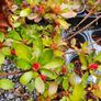 Azaleas,  Evegreen Shrubs Two Euro Image 9