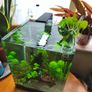 Blue Velvet Shrimp Aquarium Image 3