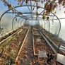 Polytunnel Image 7