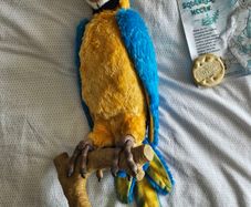 Squawkers Mccaw by FurReal Friends