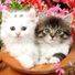 Star_cat