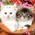 Star_cat