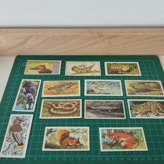 Vintage Mixed Cigarette Cards  Wildlife Theme