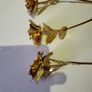 Gold coloured roses Image 4