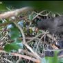 Laxihub Solar Camera Security/Nature Image 2