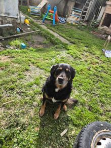 dog