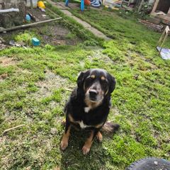 dog