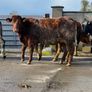6 super Incalf heifers for tullamore Mart 20th Image 6