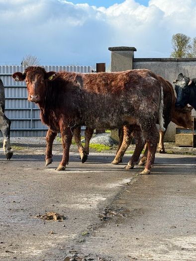 6 super Incalf heifers for tullamore Mart 20th