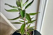 Mother of a thousand plant