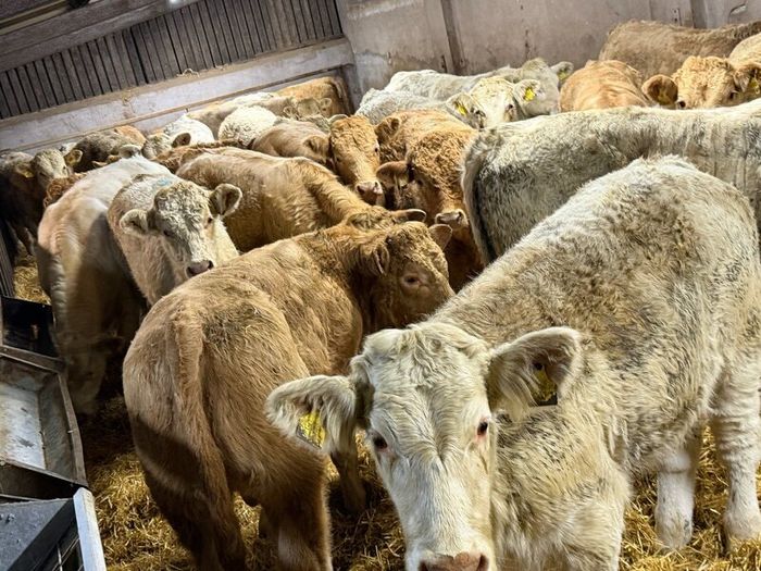 Charolais Weanlings