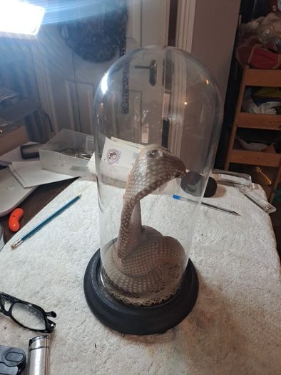 Wax Cobra in antique glass dome.