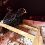 olive egger rooster 4 weeks old Image 3