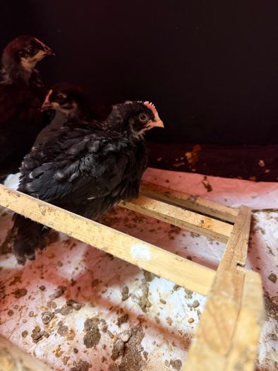 olive egger rooster 4 weeks old