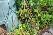 Ornamental plant cloche