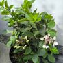 garden plants Image 5
