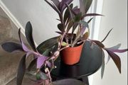 tradescantia pallida