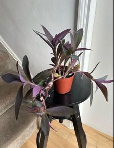 tradescantia pallida
