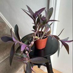 tradescantia pallida