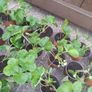Organic strawberries Image 2