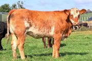15 exceptional breeding heifers Tullamore mart 3rd