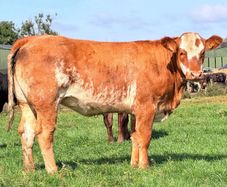 15 exceptional breeding heifers Tullamore mart 3rd