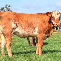 15 exceptional breeding heifers Tullamore mart 3rd
