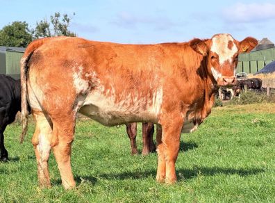 15 exceptional breeding heifers Tullamore mart 3rd