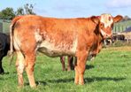 15 exceptional breeding heifers Tullamore mart 3rd
