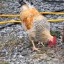 roosters Image 3