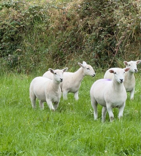 Easy care easycare organic rams & ewe, ram lambs