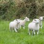 Easy care easycare organic rams & ewe, ram lambs Image 6