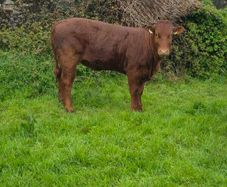Organic heifers