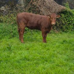 Organic heifers