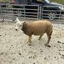 Livestock Image 6