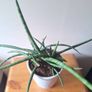 African Spear Plant in Ceramic Pot Image 5