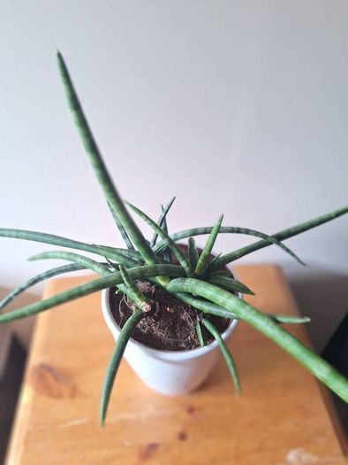 African Spear Plant in Ceramic Pot