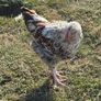 Young Roosters for sale Image 3