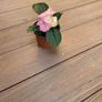 Hydrangea Image 4