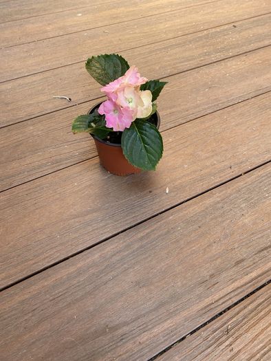 Hydrangea