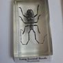 resin encased insects Image 10