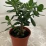 Jade plant Image 3