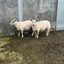 tuam mart 20th October dispersal sale Image 6