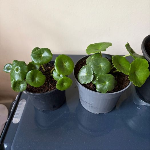 Plant