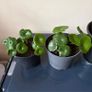 Plant Image 2