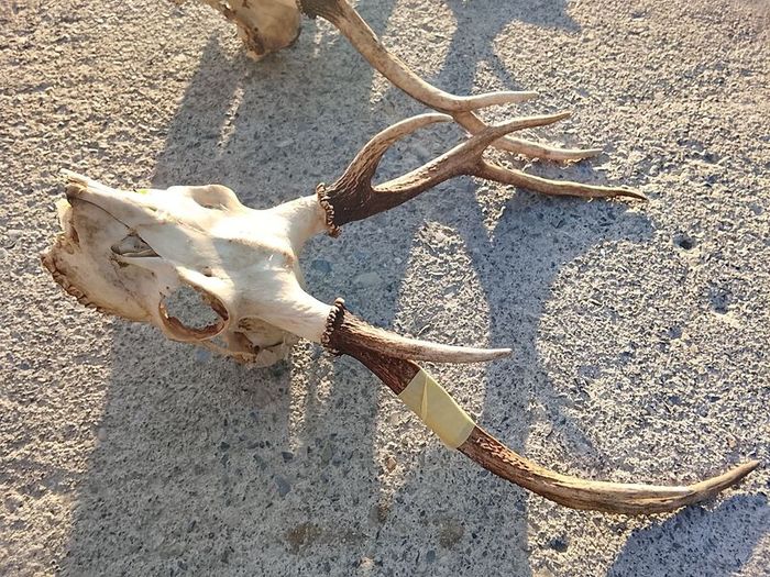 sika antlers